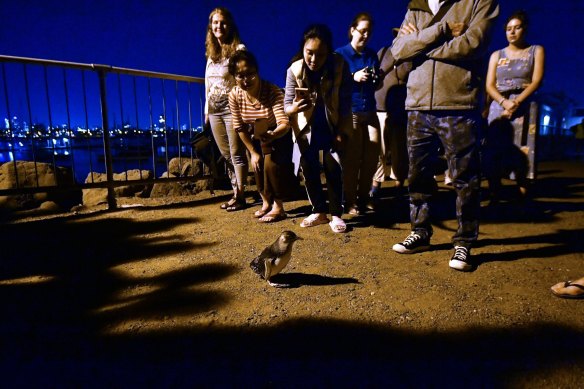 The government has funded rangers to attend St Kilda Pier every night until Easter as tourist numbers balloon. 