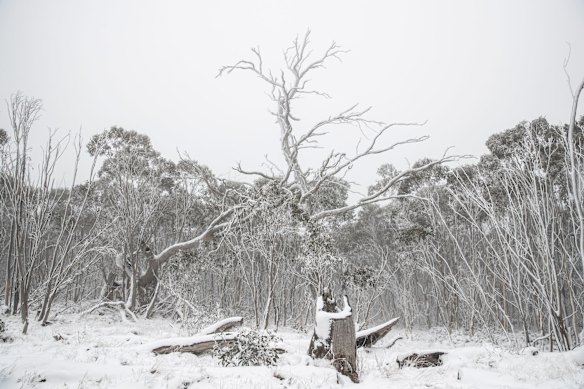Snow falls at Namadgi National Park.
