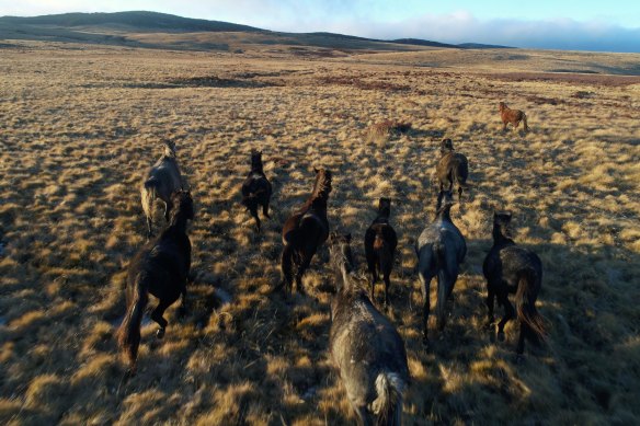 Brumbies in the high grasslands near Kiandra in the Snowy Mountains.