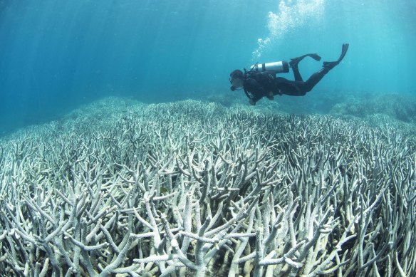 Increasingly frequent bleaching events are occurring too close together and corals don’t have enough time to recover. 