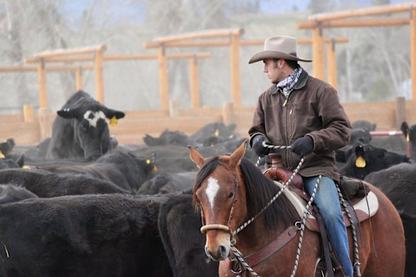 Cattle herds have dwindled in the US with climate change a significant factor driving recent drought.  