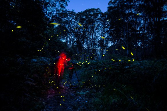Blue Mountains Fireflies blink through a bracken filled gully at Burralow Creek. The bioluminescant insects appear at this time of year particularly on warm nights.