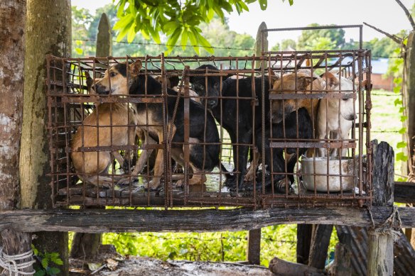Dogs in a tiny cage await to be slaughtered in Siem Reap, Cambodia.