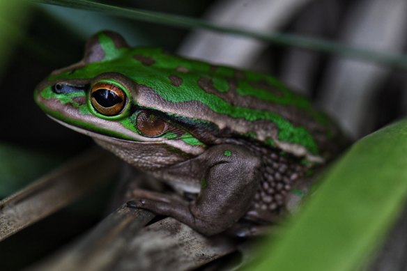 The green and golden bell frog.