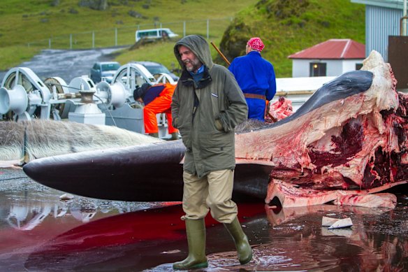 Kristján Loftsson at the cutting up of a fin whale at the seaside resort of Hvalfjordur.