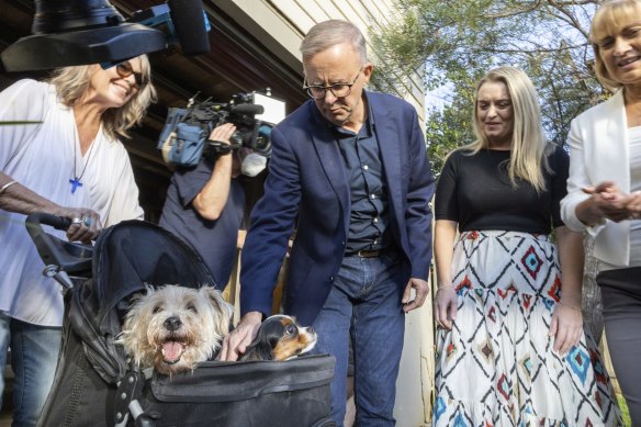 Opposition Leader Anthony Albanese meets the Reverend Rosemary Wynter (left) and her dogs in Bangalow, NSW.