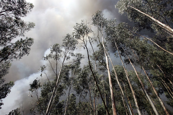 Smoke from an approaching fire rolls over Eucalyptus trees on a mountainside in Portugal in 2005.