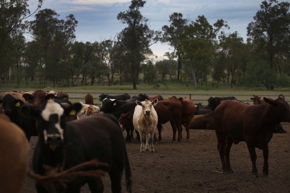 Queensland accounts for half of the national beef production of 1.9 million tonnes in 2021.