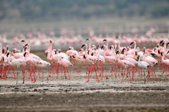 Lesser flamingos (Phoenicopterus minor) in Tanzania’s Serengeti might benefit from getting a more positive name.