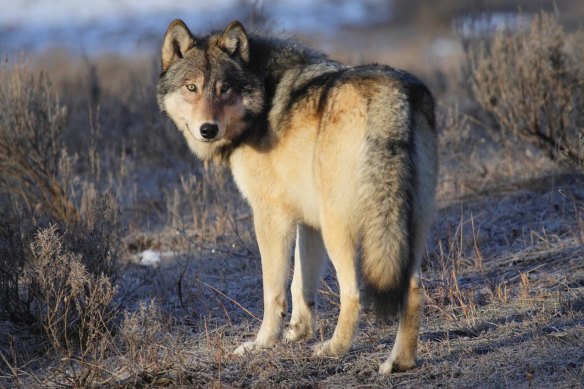Scientists say apex predators, such as this grey wolf in America’s Yellowstone national park, may help their ecosystems adapt to climate change, if they can stay ahead of temperature rises themselves.