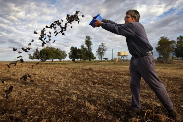 For months last year, millions of mice destroyed thousands of crops.