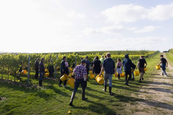 Workers prepare to pick grapes at a vineyard in Maidstone, UK.