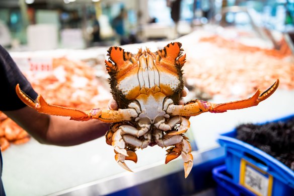 A spanner crab waves his salutations at the Sydney Fish Market. 