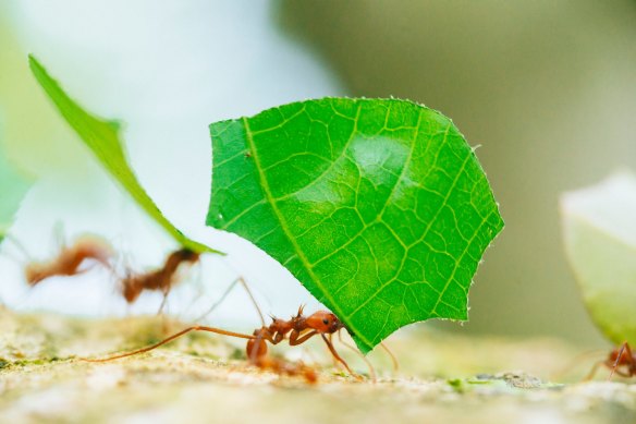Leaf cutter ants working together in Cahuita National Park, Costa Rica.