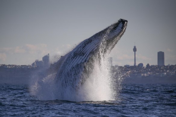 Male humpback whales sing long, elaborate songs, which are composed of a variety of sounds strung together in repeated phrases and themes.