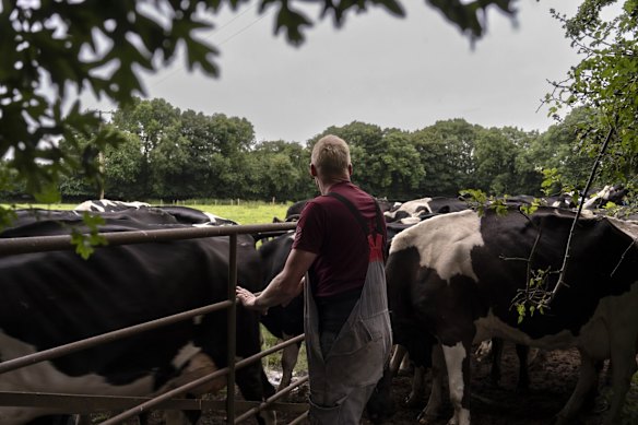 An Irish farmer rounds up cows for morning milking at his family-run dairy farm in  County Cork.