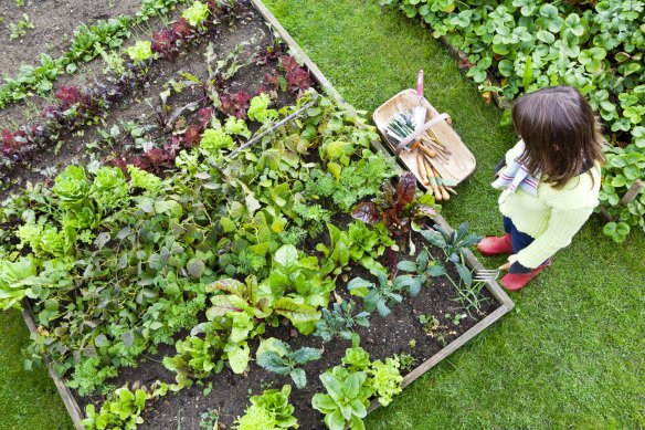 Research sampling thousands of gardens across Australia has found up to a third may have elevated lead levels which make anything grown in them unsafe to eat.