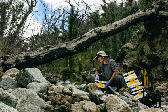 Department of Planning and Environment senior threatened species officer Dave Hunter releases a spotted tree frog, which is only 6cm in length.