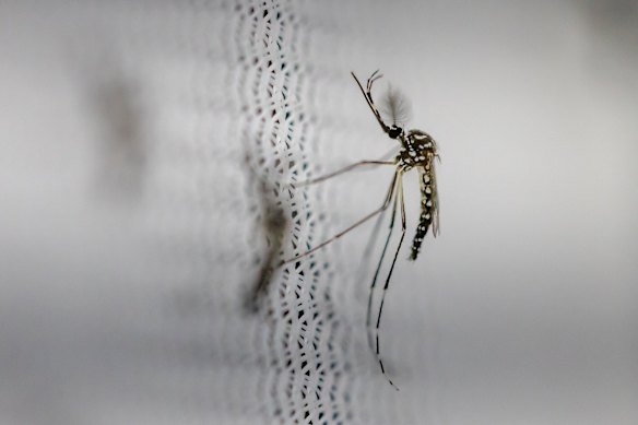 A genetically modified Aedes aegypti mosquito at a lab in Brazil.