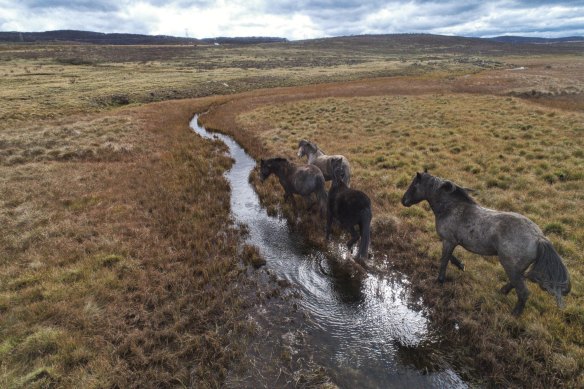 Feral horses damaging the waterways along the Eucumbene River north of Kiandra in June 2020.