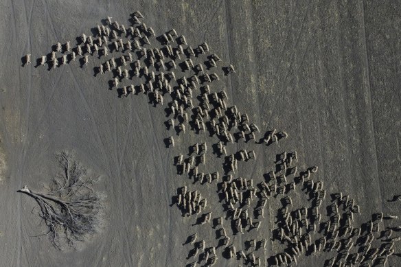 Mustering of sheep in a paddock of a failed wheat crop at Rebecca and Dan Reardon's property near Moree, NSW, which has been affected by years of drought.
