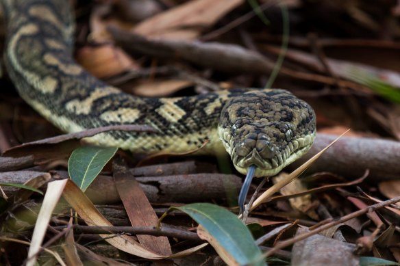 Carpet pythons are generally harmless to humans but can pose a risk to some small domestic pets. 