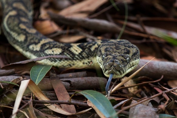 The worm is known to infect native carpet pythons.