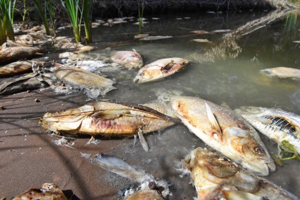 Carcasses after the second of three mass fish kill events in the Darling River at Menindee in January 2019.
