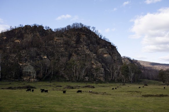 Cattle graze on a farm near the Wollemi National Park, which is near areas the NSW government has earmarked for coal mine exploration.