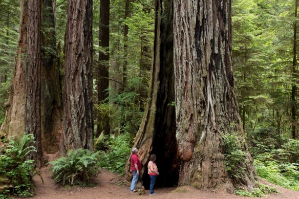 The Redwood National and State Parks is home to trees that live for up to 2000 years.