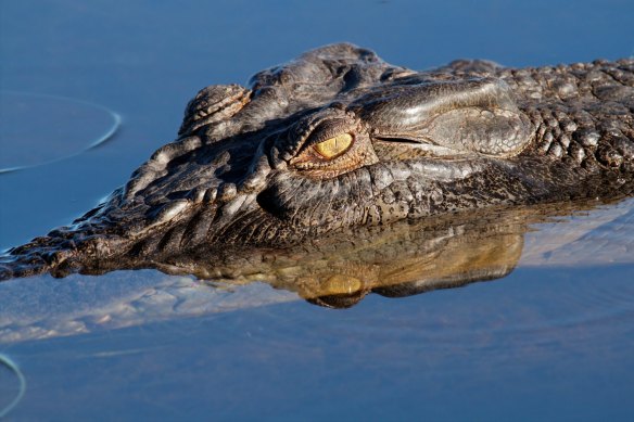 Crocodiles in the open water can be hard to find as they can travel long distances in a day.