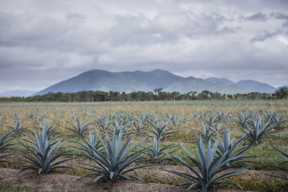 Top Shelf International’s agave farm near the Whitsunday Coast. 