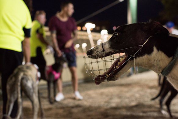 Animal welfare groups have called for an end to greyhound racing, and the Coalition for th Protection of Greyhounds said the report must consider phasing out the sport.