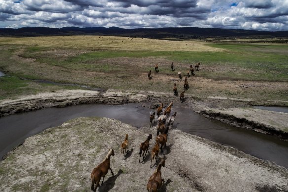 NSW is considering aerial shooting to tackle feral horse numbers in the Kosciuszko National Park, but the method has proven to be the most effective method to deal with other feral animal populations.