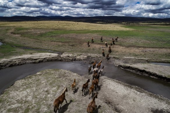 NSW has approved aerial shooting to tackle feral horse numbers in the Kosciuszko National Park 