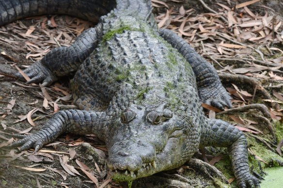 The men were fishing in a known crocodile hotspot. 