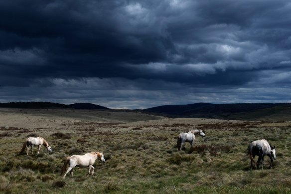 A mob of brumbies near Kiandra, one of the sensitive regions in the high plains of the Kosciuszko National Park.
