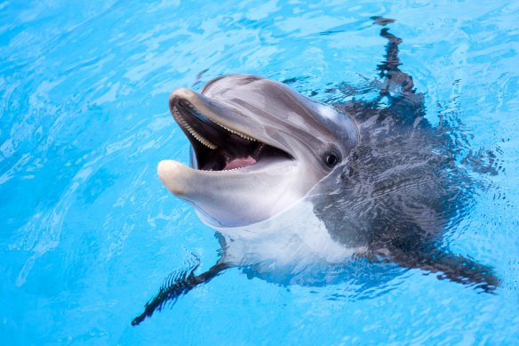 Dangerous, not cute: Dolphins.