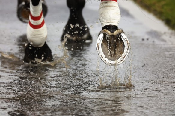 Gosford will host the NSW feature meeting on Thursday.