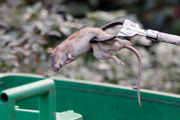 A Paris city employee puts a dead rat in a garbage can.