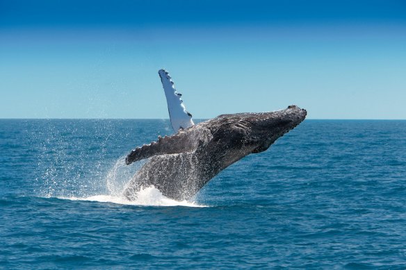 Hervey Bay is one of the world’s best places for whale-watching. 