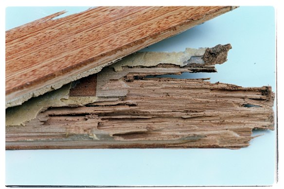 Termite damage to floorboards.