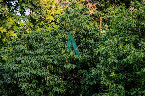 Remnants of the green netting hang on a tree following the deadly blaze.