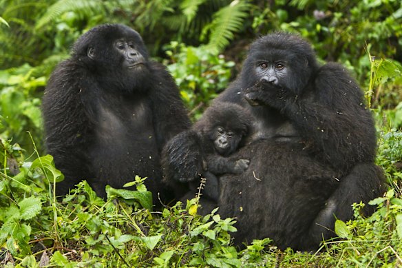 Gorillas in the Virunga Mountains, Rwanda.