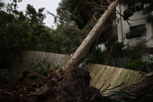 A fallen tree branch on Merrima Street in Gordon after Tuesday's storm.