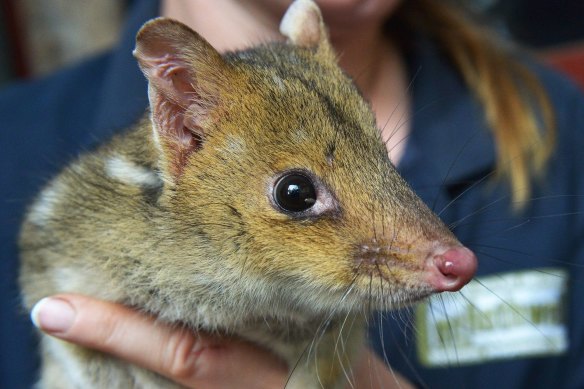 Eastern quolls will be among the species to be released into a new feral-free zone in Sydney's west.