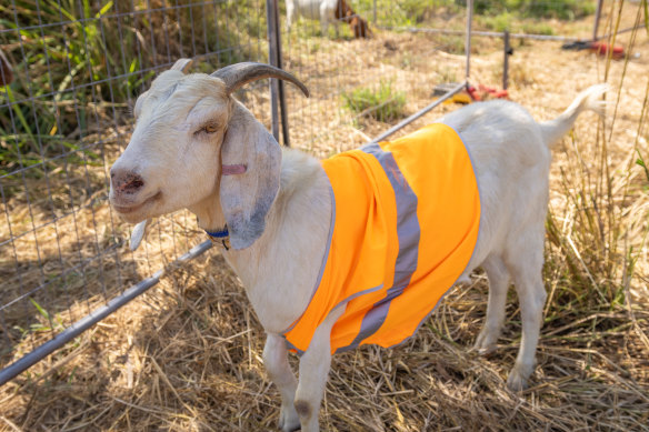 QR have hired a crack team of hungry goats to take on overgrown vegetation.