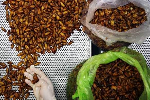 Insects are eaten in many parts of the world, but western countries are still getting used to the idea.