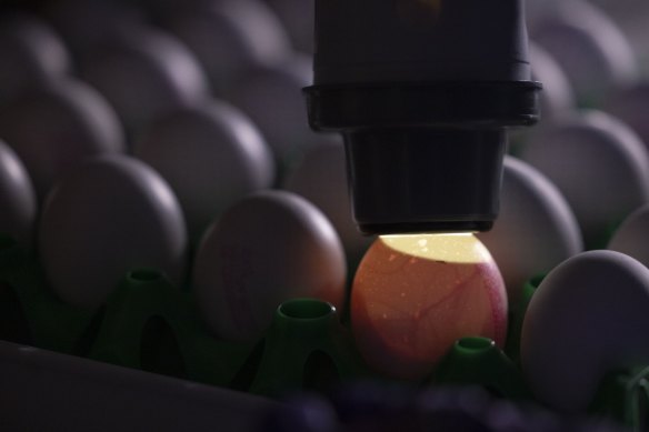 An egg is examined at Britain’s Pirbright Institute, where scientists are harnessing technology in an effort to combat the threat of avian flu. 