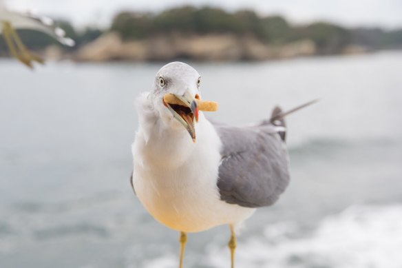 Even chip-stealing seagulls are apparently a welcome sight for some expats.